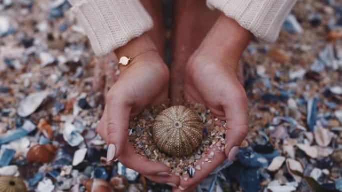 近距离女人的手拿着贝壳享受美丽的自然品种海滩游客收集美丽的贝壳