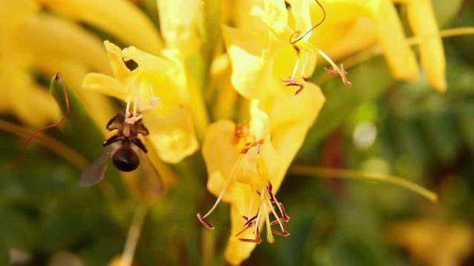 非洲蜜蜂从金银花中收获花粉
