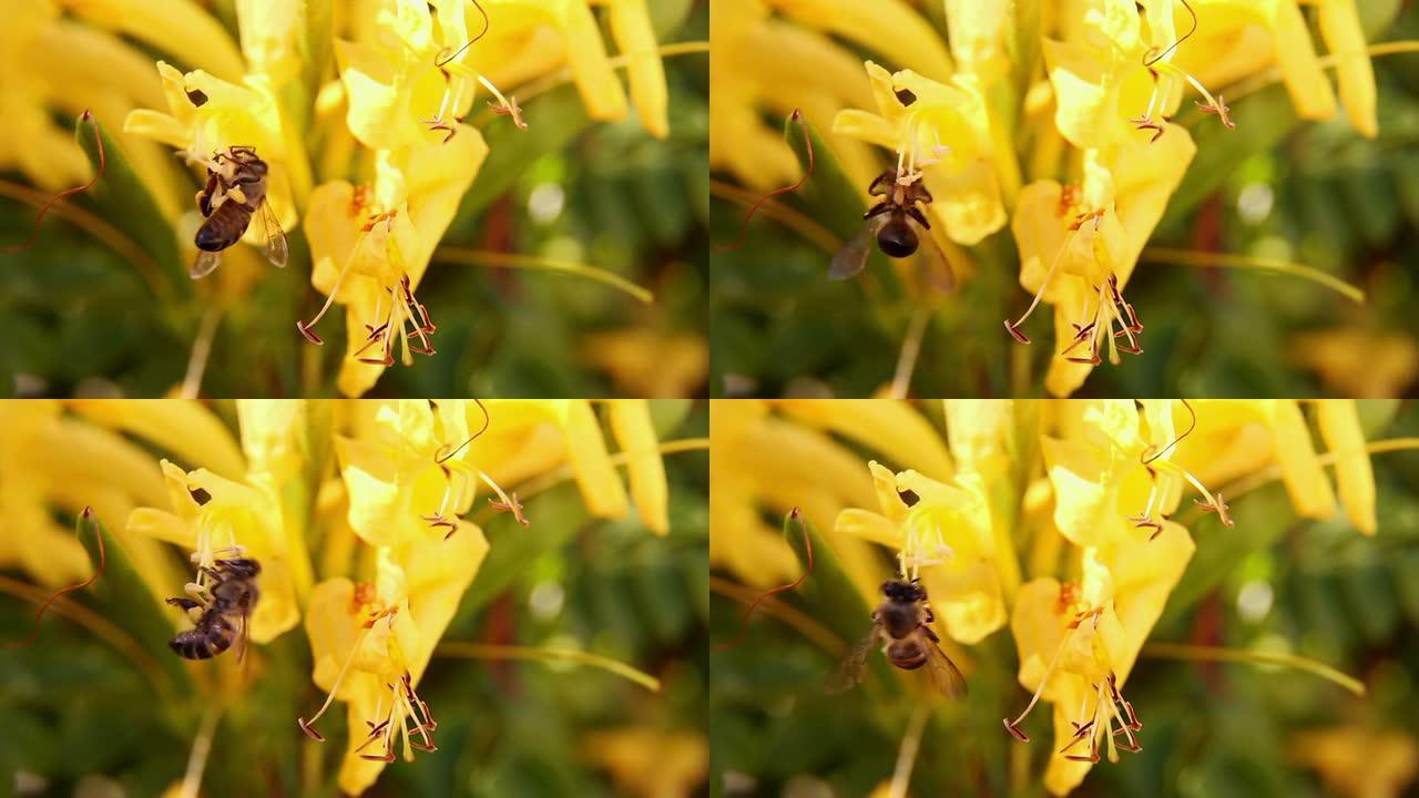 非洲蜜蜂从金银花中收获花粉