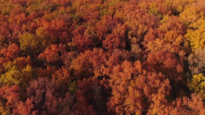秋季森林鸟瞰图秋季自然红树