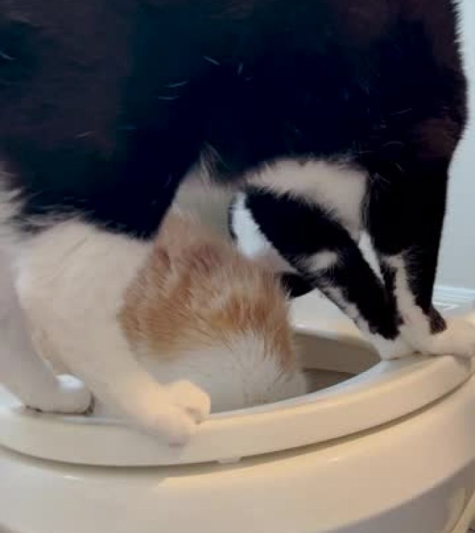 两只猫在厕所上玩耍