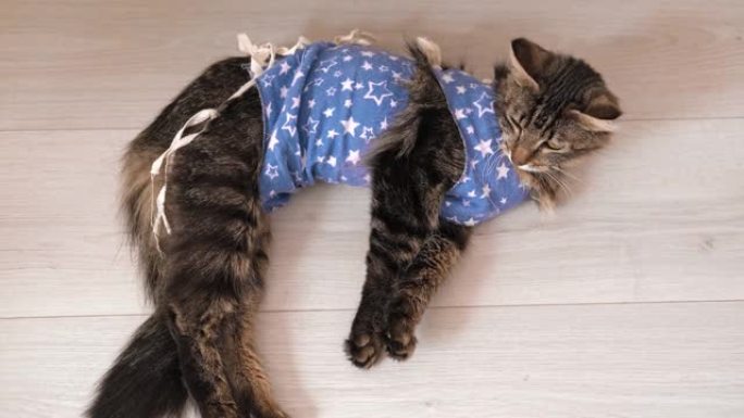 手术后的猫躺在家里。病猫用术后绷带包扎。空洞手术后的宠物护理。昏昏欲睡的猫科动物在麻醉中恢复医疗摇晃