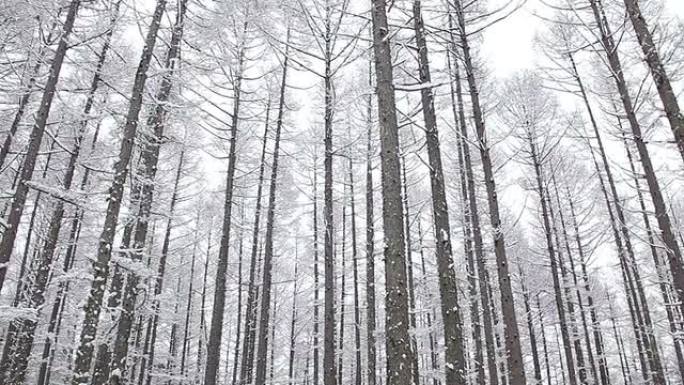 白雪皑皑的唐松树林