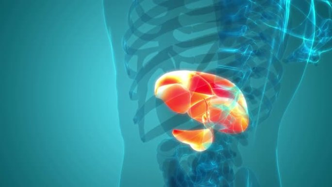 人体内脏器官肝脏与胰腺和胆囊解剖动画概念