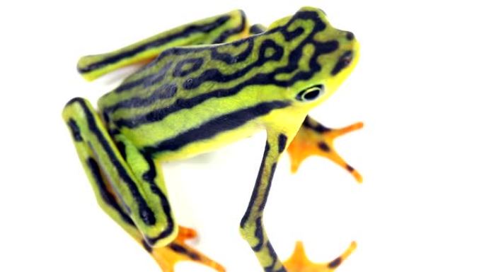 优雅的残足蟾蜍 (Atelopus elegans)