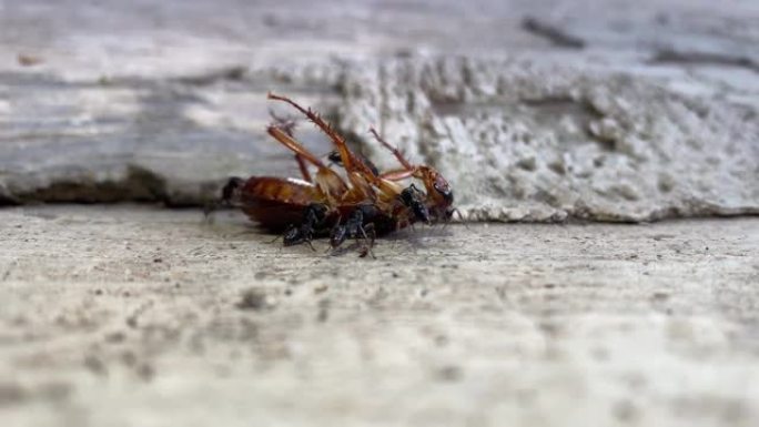 死蟑螂蟑螂害虫除害三害