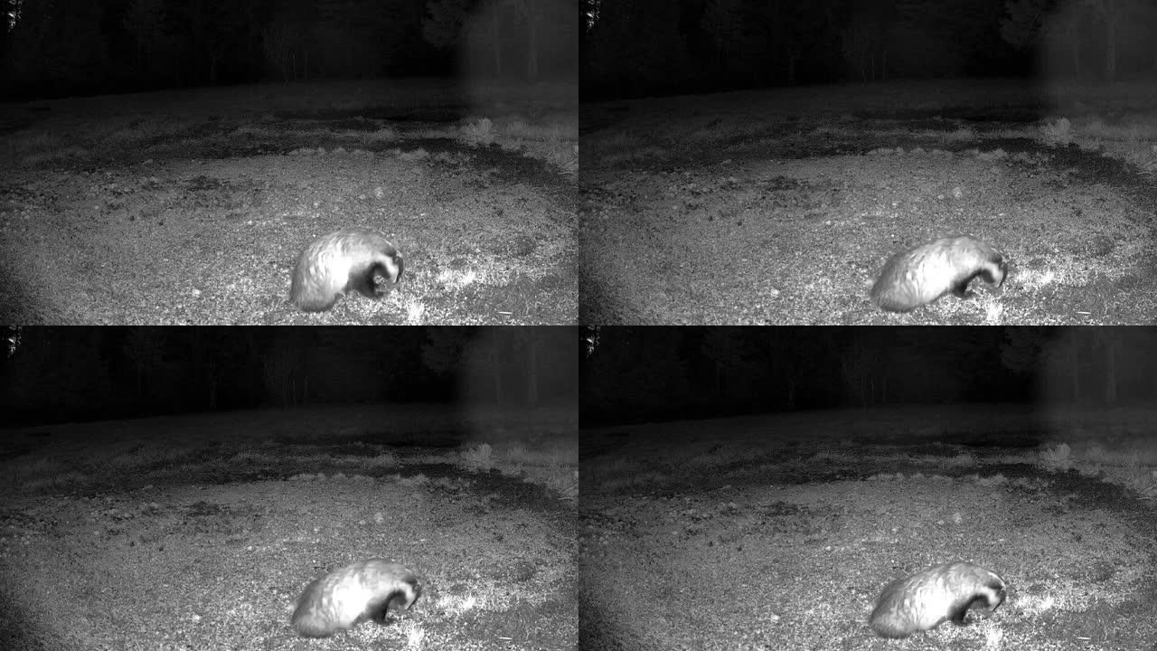 爱沙尼亚一只小獾在地上挠脚