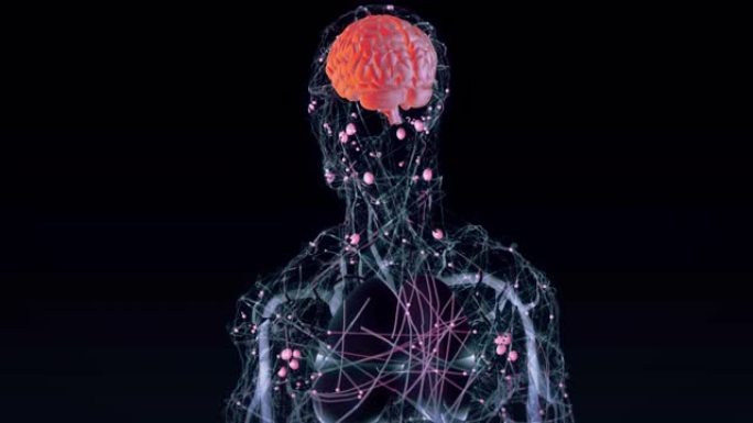 人脑神经系统透明身体脏器脑子大脑