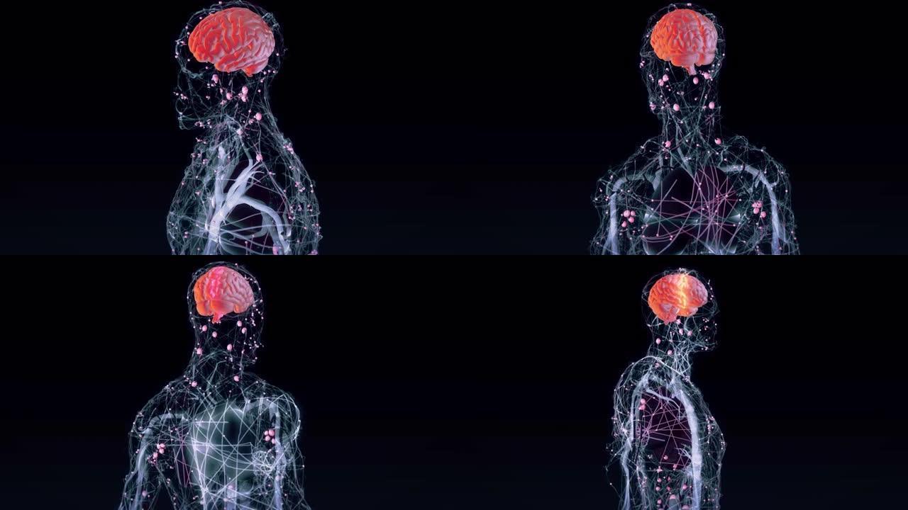 人脑神经系统透明身体脏器脑子大脑
