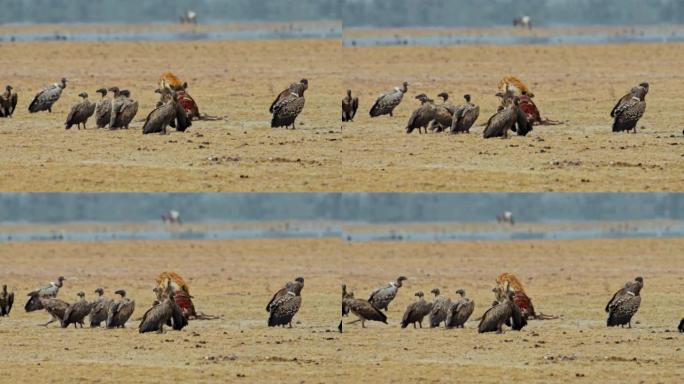 一群秃鹰站在鬣狗周围，以腐肉上的最后一点肉为食，肯尼亚安博塞利国家公园