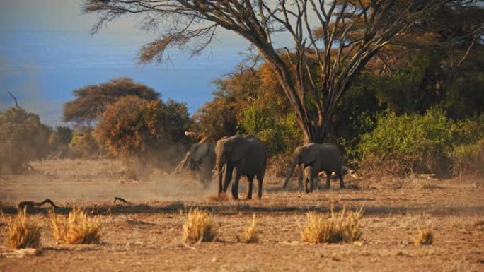 SLO MO三头大象和它们的小牛躺在树的阴影下，站在阳光普照的稀树草原上，肯尼亚安博塞利国家公园