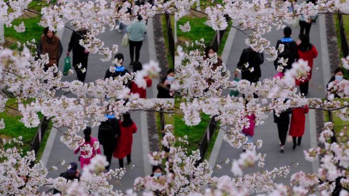 樱花盛开花枝掩映航拍横移镜头