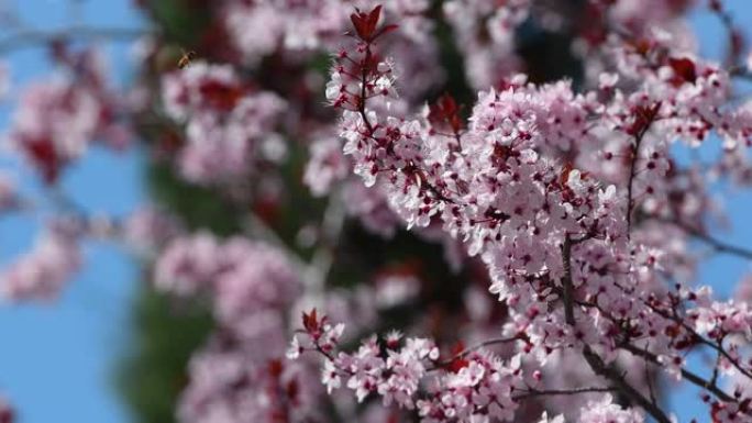 三月，蜜蜂从公园里美丽的粉红色开花树上吸花蜜。