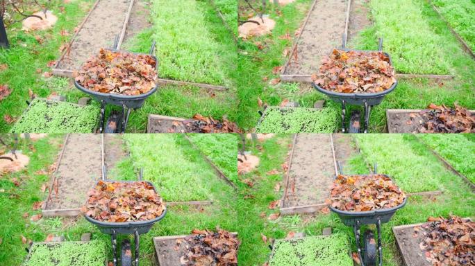 湿棕色的落叶在花园里独轮车特写，秋天在花园里。用干燥的落叶覆盖花园床的土壤。平稳的摄像机运动