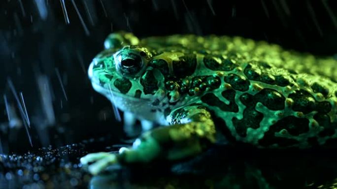 雨滴下的野地蟾蜍，特写夜景，蓝色霓虹灯七彩灯。Natterjack呼吸着，看着相机。神奇的青蛙眨眼，