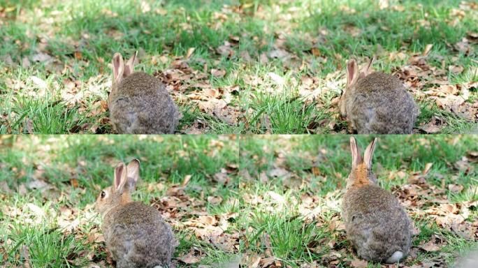 兔子在草地上嗅和放牧