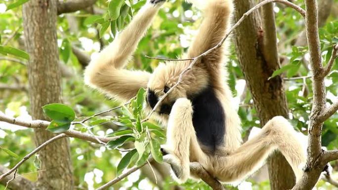 猴子爬树。