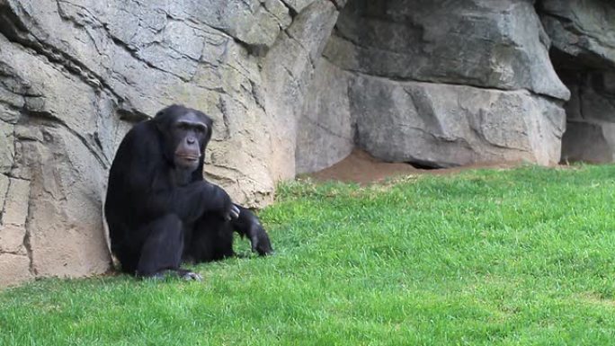 黑猩猩坐着