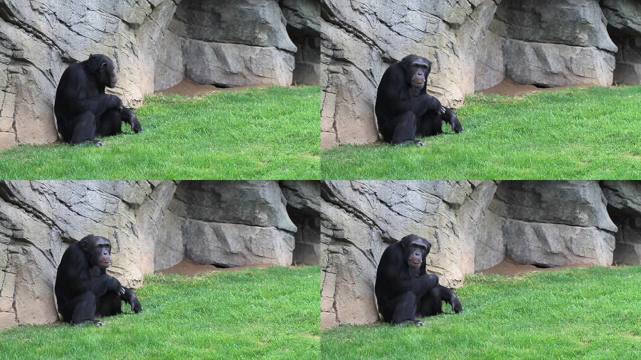 黑猩猩坐着