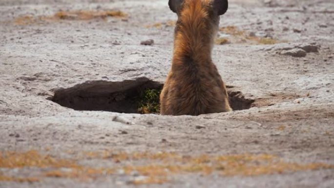 好奇的鬣狗从肯尼亚安博塞利国家公园草原的洞穴中窥视