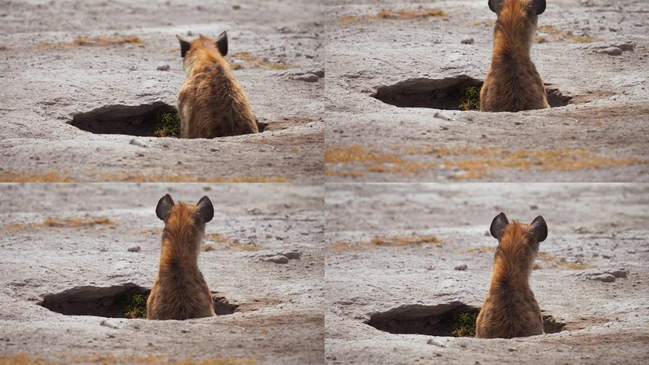 好奇的鬣狗从肯尼亚安博塞利国家公园草原的洞穴中窥视