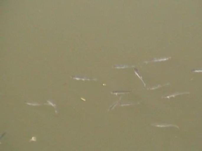 幼鱼在淡水渠表面游泳。