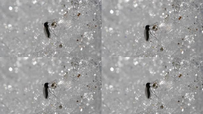 蚊子和雪雪水晶特写