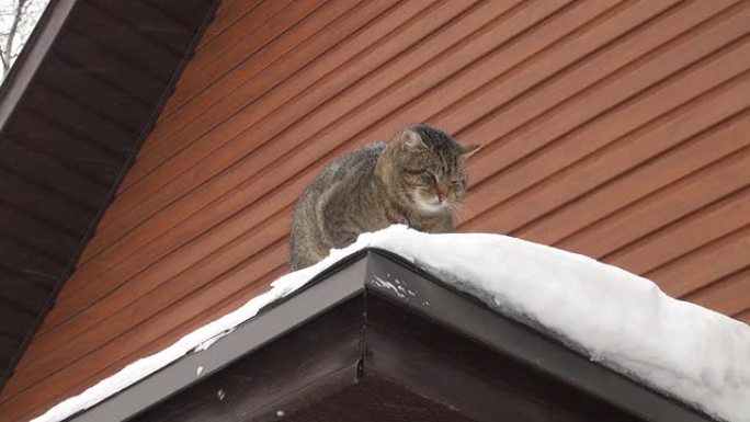 猫在房子的屋顶上