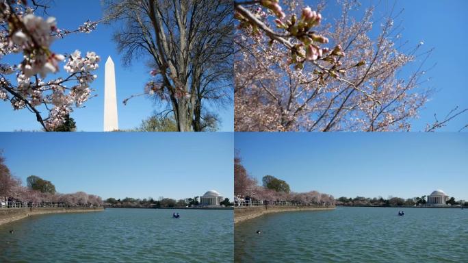 华盛顿纪念碑附近的樱花