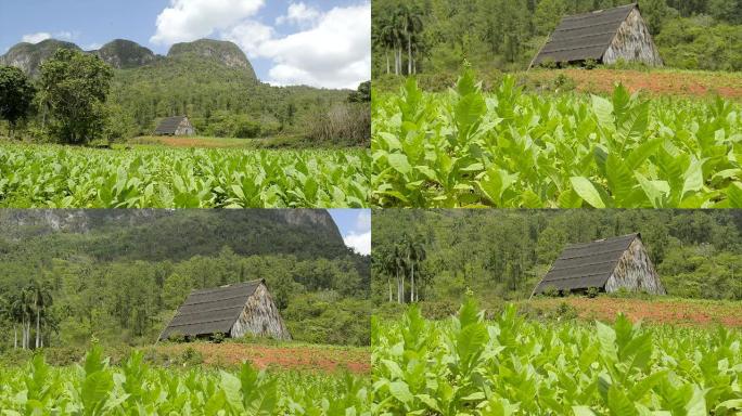 古巴viñ ales的自然、烟草种植园和山脉的景色