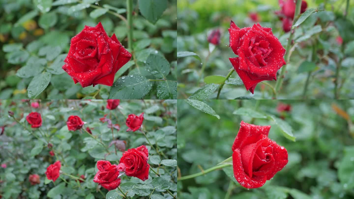 雨天玫瑰花