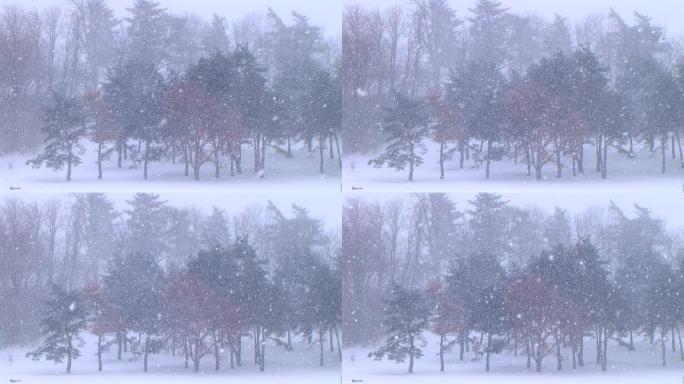 暴风雪中的树木