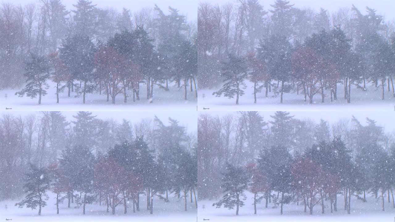 暴风雪中的树木