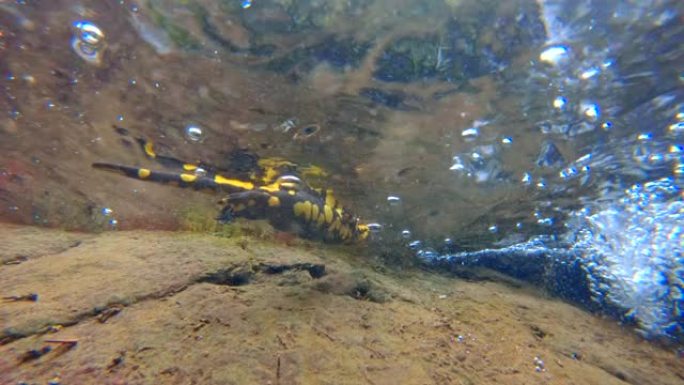 欧洲火蝾螈 (Salamandra salamandra) HD