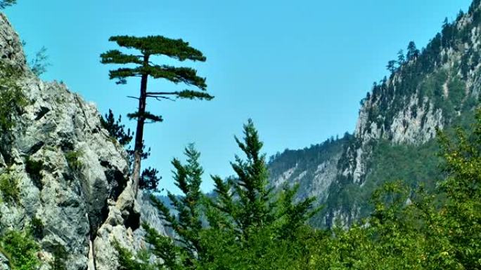 悬崖峡谷上的松树
