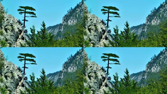 悬崖峡谷上的松树