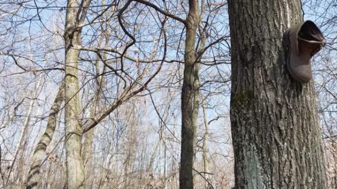 不寻常的视频，一个单鞋靴挂在森林的树干上。低角度平移