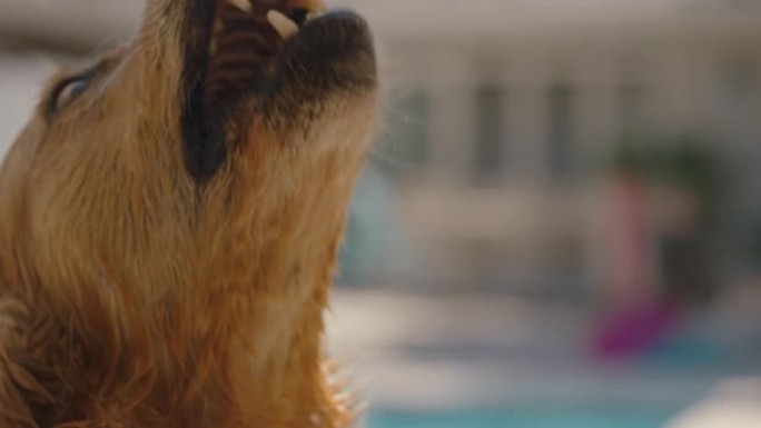 快乐的金毛猎犬狗在游泳池游泳后兴奋地咆哮着，嬉戏地享受着夏天毛茸茸的狗，带着湿毛皮玩得开心4k