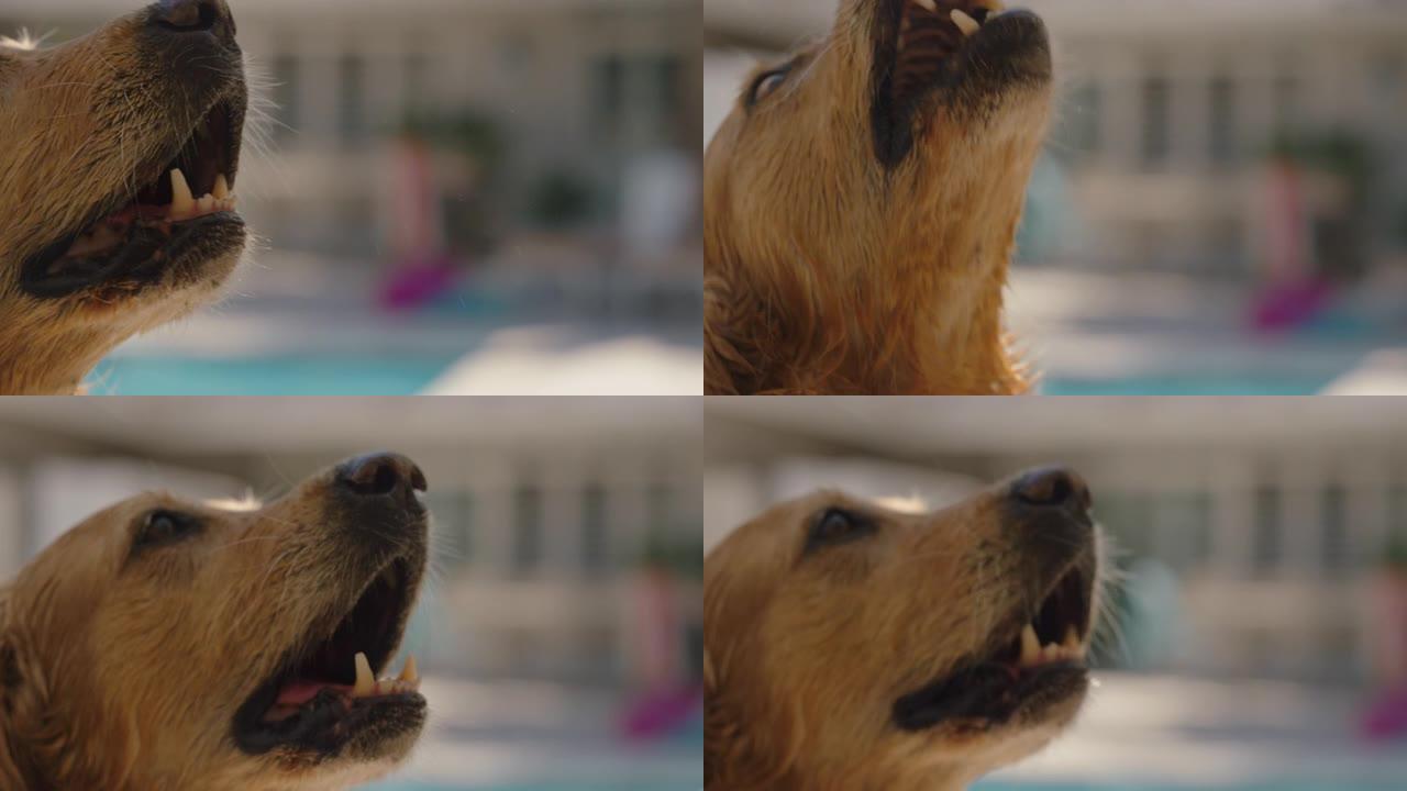 快乐的金毛猎犬狗在游泳池游泳后兴奋地咆哮着，嬉戏地享受着夏天毛茸茸的狗，带着湿毛皮玩得开心4k