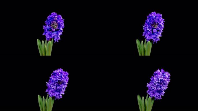 蓝色风信子花盛开绽放的花朵慢慢生长的花朵