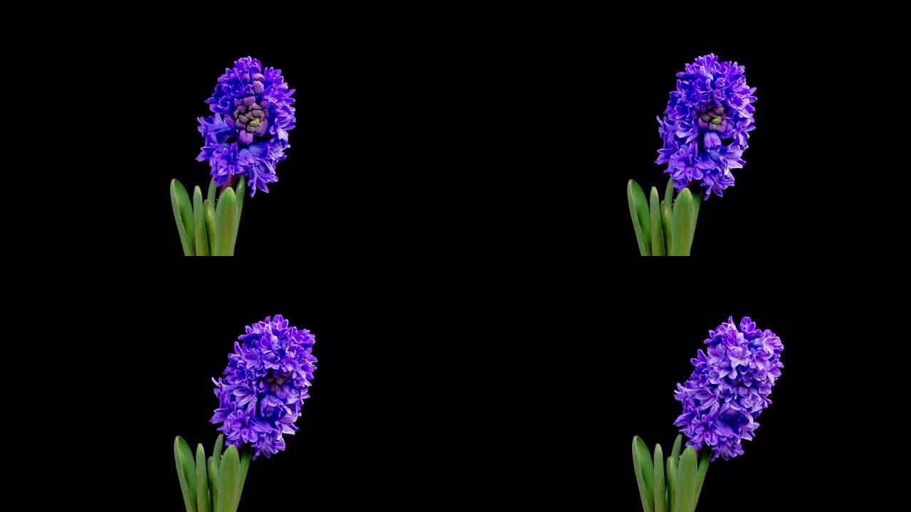 蓝色风信子花盛开绽放的花朵慢慢生长的花朵