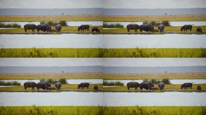 一群河马在草地上放牧，前面有一个池塘，从远处可以看到肯尼亚安博塞利国家公园