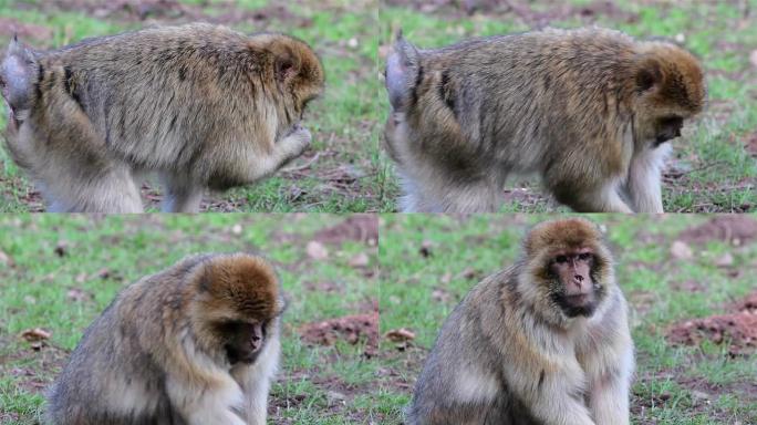 美丽的猴子近距离进食阿尔及利亚和摩洛哥的巴巴里猕猴