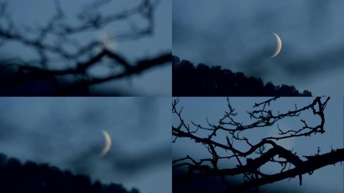 树枝和月亮