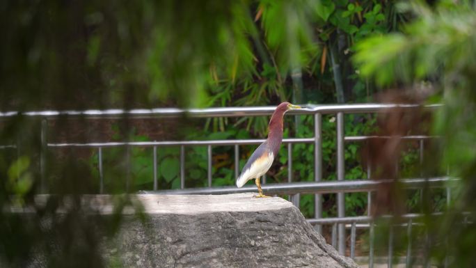 池鹭飞起