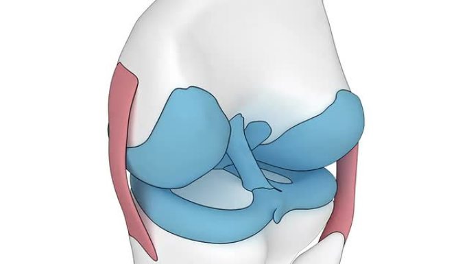 卡通外观中的膝盖解剖动画
