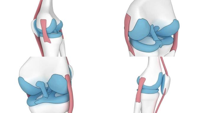 卡通外观中的膝盖解剖动画