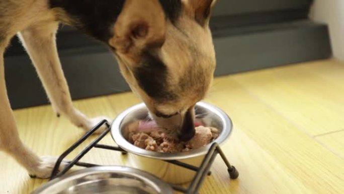 湿狗粮，宠物饲料，一只小有趣的狗从狗碗里吃罐头食品
