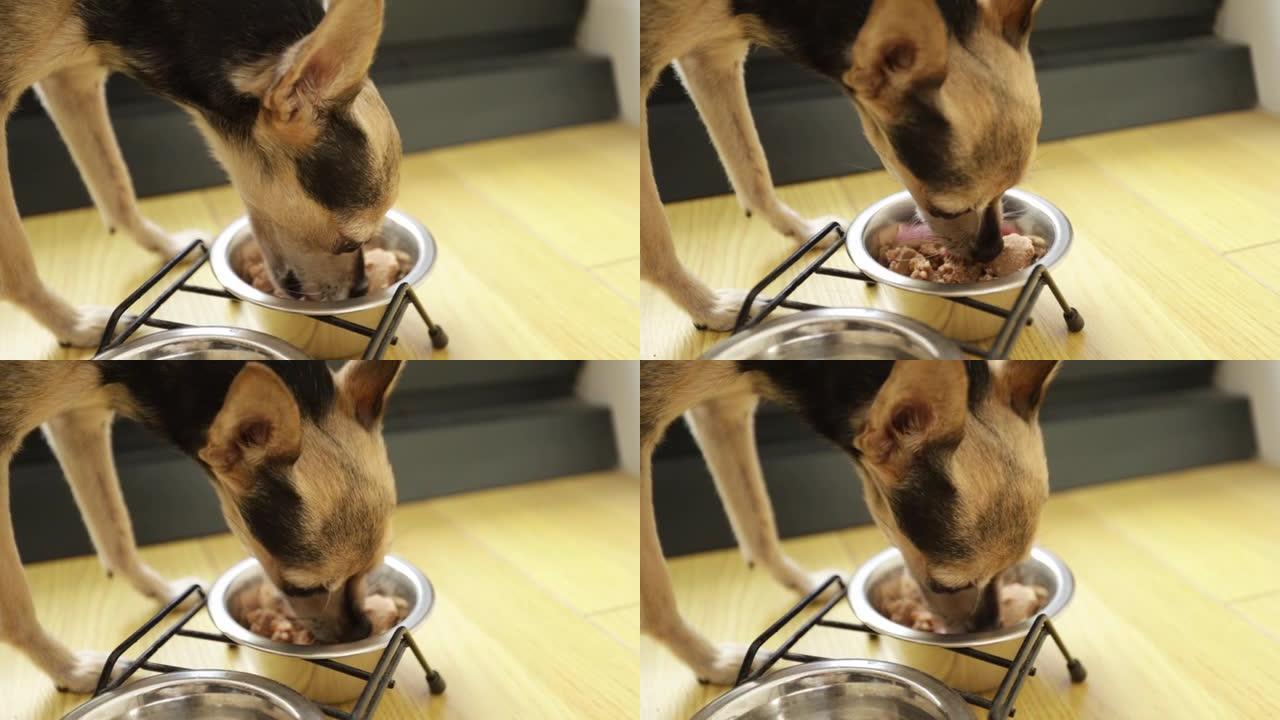 湿狗粮，宠物饲料，一只小有趣的狗从狗碗里吃罐头食品