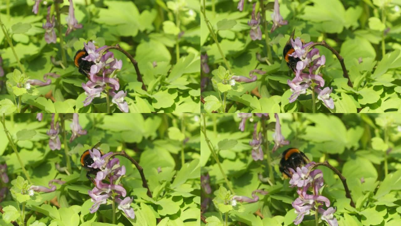 大黄蜂在早春对fumewort (Corydalis solida) 的授粉